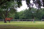 BCPasture-555×370