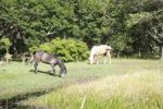 MVRHorses