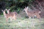 OakFDeer