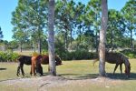 SDLOakHorses